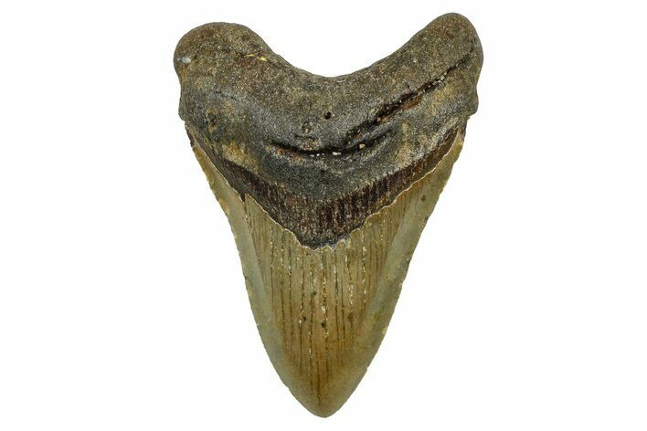 Fossil Megalodon Tooth - North Carolina #378107